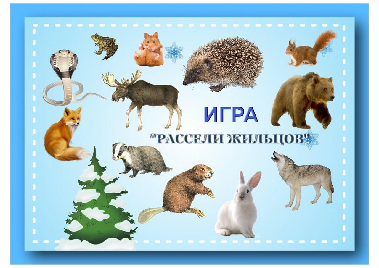 Животные зимой карточки для детей