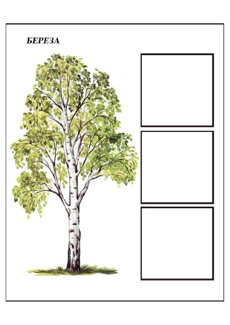 Карточки с изображением деревьев береза