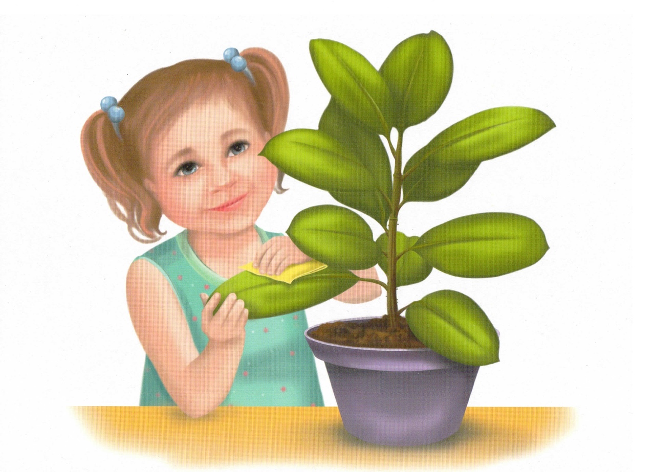 Комнатные растения демонстрационный материал для детского сада