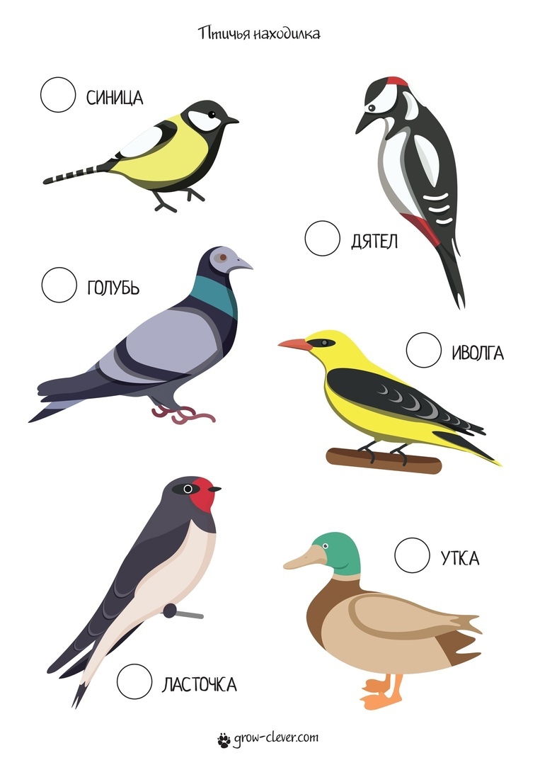 Птичка 3 буквы. Птицы на букву а. Название птиц на букву с. Gnbws YF ,Erdel. Птица и пяти букв.
